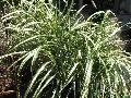 Japanese Cabaret Silver Grass